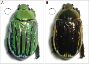 Coloration of a jeweled beetle in light with left (a) and right (b) circular polarization. From Sharma et al. Science 325, 449 (2009).